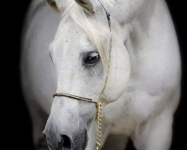 horse Escorial ox (Arabian thoroughbred, 1997, from Eldon 1985 ox)