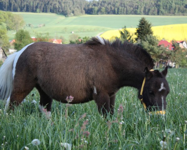 Pferd Oscar (Shetland Pony (unter 87 cm),  )