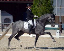 dressage horse Dauphin 31 (Holsteiner, 2010, from de Chirico)