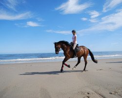 dressage horse Camillo 186 (Westphalian, 2009, from Coronados-Boy)