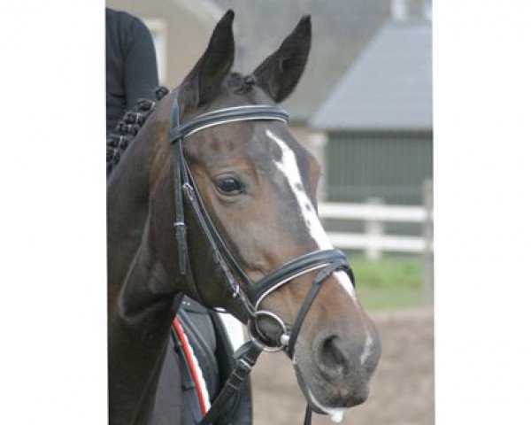 broodmare Liementa (KWPN (Royal Dutch Sporthorse), 1993, from Havidoff)