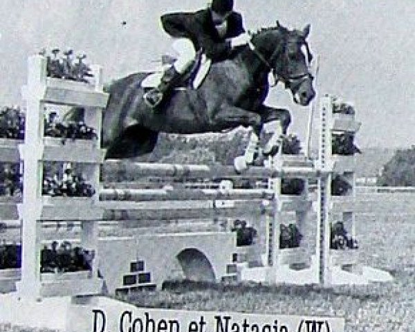 Zuchtstute Natasja (Welsh Pony (Sek.B), 1975, von Abercrychan Cavalier)
