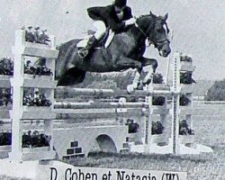 broodmare Natasja (Welsh-Pony (Section B), 1975, from Abercrychan Cavalier)