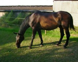 horse Rondo 214 (Zweibrücken, 1990, from Ramalgo Z)