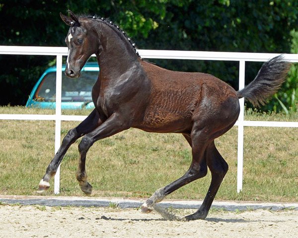dressage horse Fürstenreich (Hanoverian, 2014, from Fürstenball)