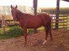 dressage horse Bon Filou (Hanoverian, 2013, from Bon Bravour)