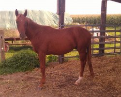 dressage horse Bon Filou (Hanoverian, 2013, from Bon Bravour)