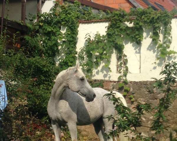 horse Rassim el Rayo (Arabian thoroughbred, 1997, from Rayo ox)