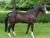 dressage horse For Joy 37 (Westphalian, 2013, from Feedback 16)