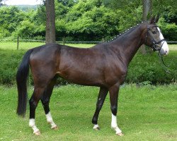 dressage horse For Joy 37 (Westphalian, 2013, from Feedback 16)