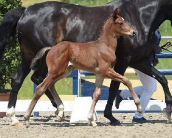 dressage horse Benito (Bavarian, 2016, from Bailamos Biolley)