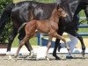 dressage horse Benito (Bavarian, 2016, from Bailamos Biolley)