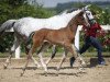 jumper Chardoney DB (German Sport Horse, 2016, from Cezaro)