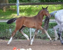 Springpferd Capri 128 (Deutsches Sportpferd, 2016, von Cellestial)