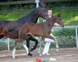 jumper Celltenter (German Sport Horse, 2016, from Cellestial)