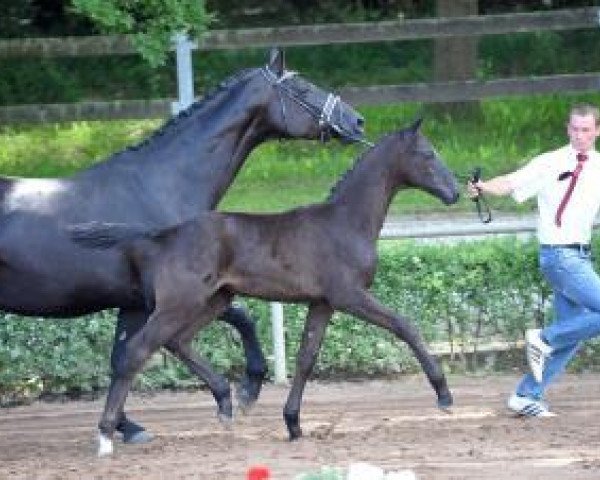 dressage horse Cameron Diaz K (German Sport Horse, 2016, from Celencio)