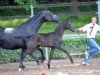 dressage horse Cameron Diaz K (German Sport Horse, 2016, from Celencio)