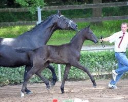 dressage horse Cameron Diaz K (German Sport Horse, 2016, from Celencio)