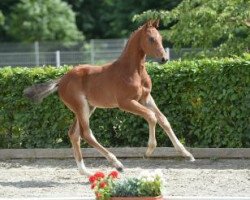 Springpferd Cucumbar (Deutsches Sportpferd, 2016, von Carleyle)