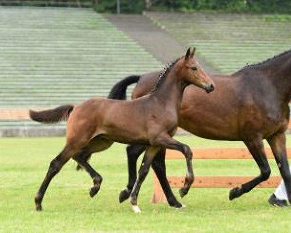 Dressurpferd Bandolero (Bayer, 2016, von Borsalino)