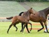 dressage horse Bandolero (Bavarian, 2016, from Borsalino)