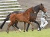 dressage horse Bentley (German Sport Horse, 2016, from Borsalino)