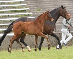 dressage horse Bentley (German Sport Horse, 2016, from Borsalino)