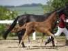 dressage horse Bonar S (German Sport Horse, 2016, from Bon Coeur)