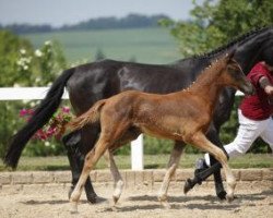 dressage horse Bonar S (German Sport Horse, 2016, from Bon Coeur)