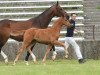 dressage horse Fitschi (Bavarian, 2016, from Belissimo NRW)