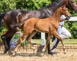 broodmare Pontarosa GE (German Sport Horse, 2016, from Apache)