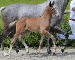 jumper Zico Lido (German Sport Horse, 2016, from Zirocco Blue)