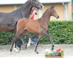 jumper Vercaro (German Sport Horse, 2016, from Verdi)