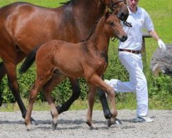 Springpferd Sandago (Deutsches Sportpferd, 2016, von Stakkato Gold)