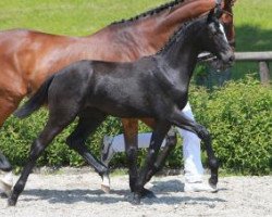 Pferd Shalita (Württemberger, 2016, von Sir Obolensky Z)