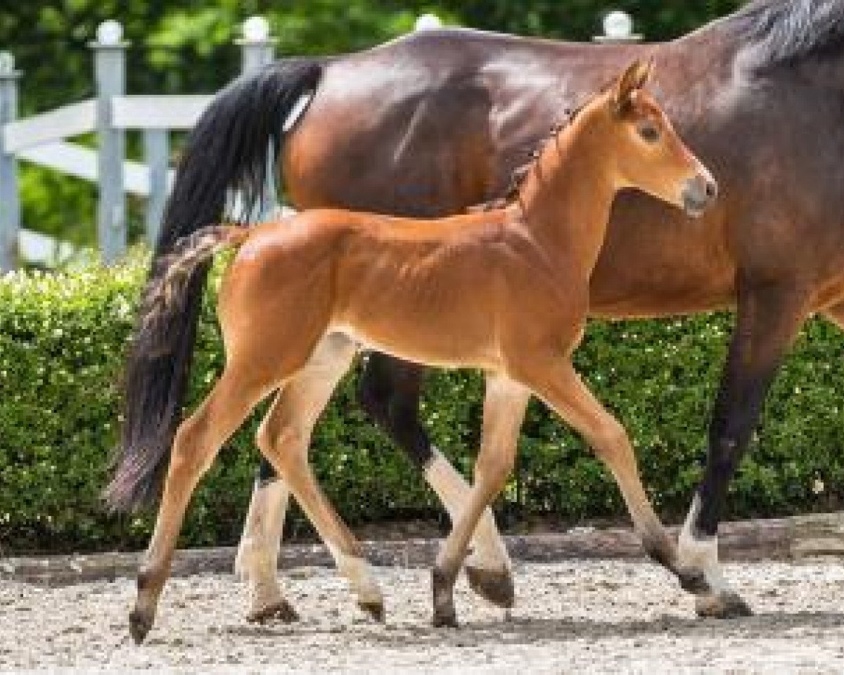 jumper Marilyn (German Sport Horse, 2016, from Mylord Carthago)