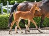 jumper Marilyn (German Sport Horse, 2016, from Mylord Carthago)