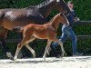 Springpferd Honey Gold (Deutsches Sportpferd, 2016, von Hickstead White)