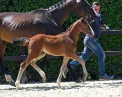 Springpferd Honey Gold (Deutsches Sportpferd, 2016, von Hickstead White)