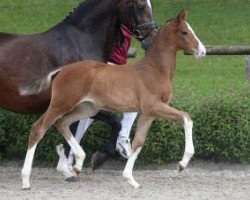 Springpferd Cornado's Girl (Württemberger, 2016, von Cornado NRW)