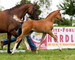 Springpferd Amayori (Deutsches Sportpferd, 2016, von Argentinus)