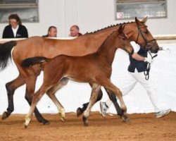 Springpferd Chiron 33 (Deutsches Sportpferd, 2016, von Cornet Obolensky)