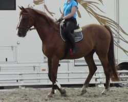 dressage horse Dunhill (Westphalian, 2004, from Damon Hill)