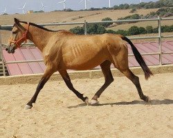 broodmare PANTOYANA und COENZO (Hispano, 2001)