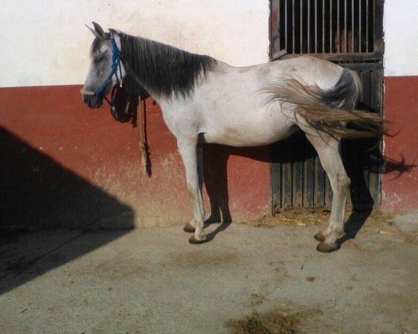 Pferd FENICIA LII (Pura Raza Espanola (PRE), 2006)