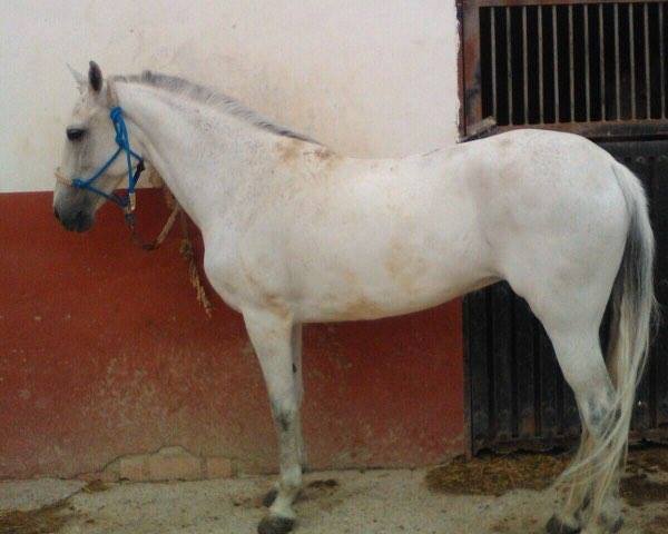 Pferd MANDI (Lusitano, 2006)