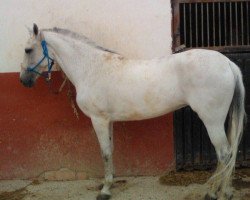 horse Mandi (Lusitano, 2006)