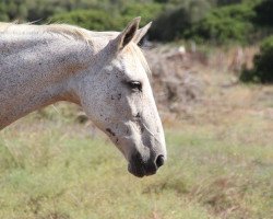 horse Romeo+ Burgona (Andalusians/horse of pure Spanish race, 1999)