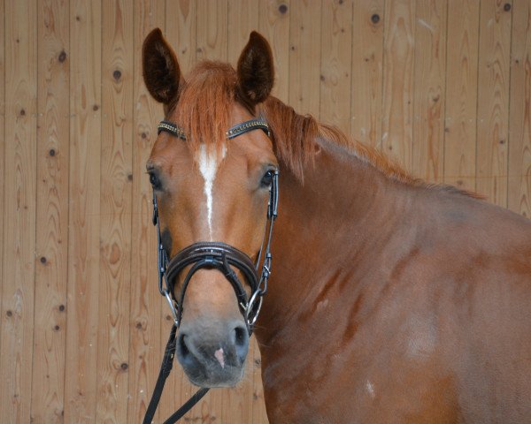 broodmare Quasi Belle (German Sport Horse, 2012, from Quadroneur)