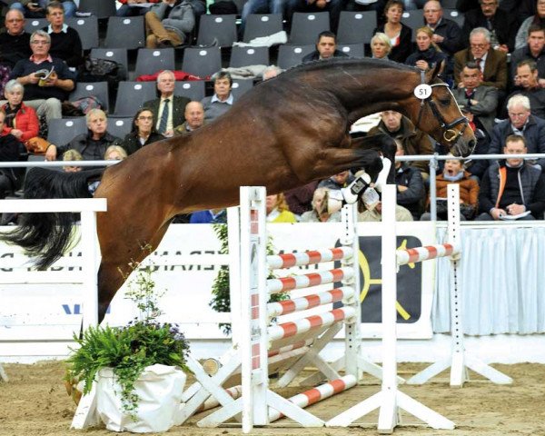 stallion Confidento (Hanoverian, 2013, from Contendro I)